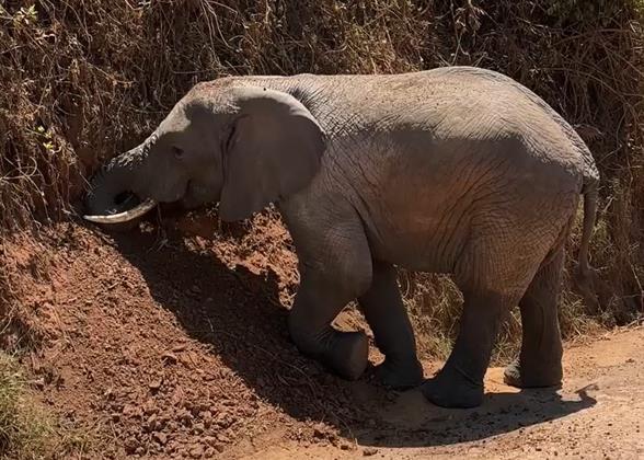 Tanzania Safari