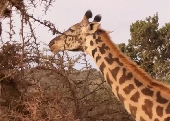 Giraffes in the Wild